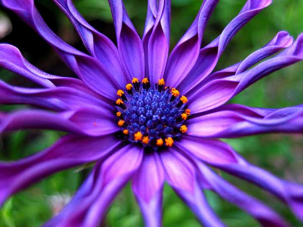 flo1b pic on Design You Trust flo1b 50 Inspirational Examples of Flower Photography
