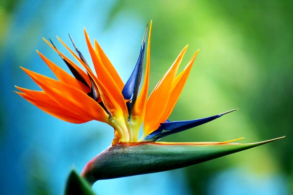 flo1c pic on Design You Trust flo1c 50 Inspirational Examples of Flower Photography