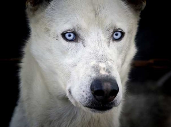 id1a 600x447 pic on Design You Trust id1a 600x447 Ice Dogs