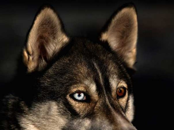 id1b 600x447 pic on Design You Trust id1b 600x447 Ice Dogs