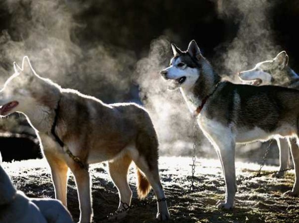 id1c 600x447 pic on Design You Trust id1c 600x447 Ice Dogs