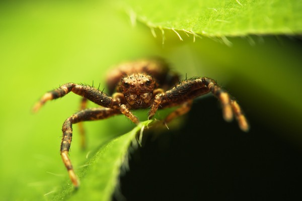 Macro photography by Joni Niemelä jn1n 600x400 Macro photography by Joni Niemelä