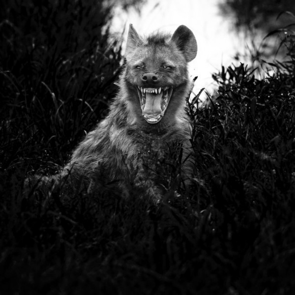 rb1a 600x600 Wild animals by Laurent Baheux