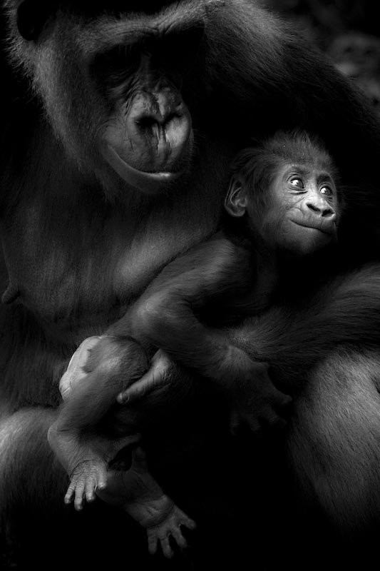 rb1b Wild animals by Laurent Baheux