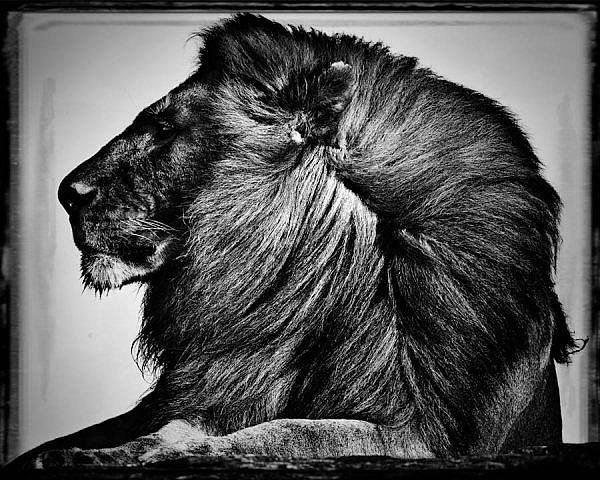 rb1c Wild animals by Laurent Baheux