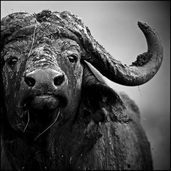 rb1d Wild animals by Laurent Baheux