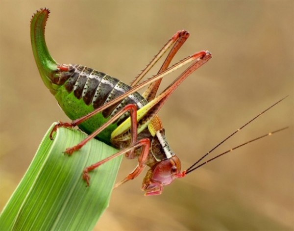 Stunning Close up Photos of Insects si01a 600x471 Stunning Close up Photos of Insects