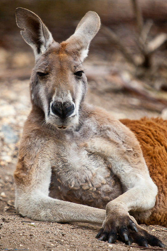 ta2a pic on Design You Trust ta2a Terra Australis Incognita – the Land of Contrasts