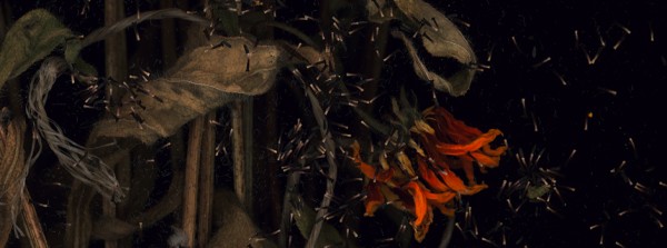 wildflowers echinacea detail4 srgb 940 harald geisler 600x223 pic on Design You Trust wildflowers echinacea detail4 srgb 940 harald geisler 600x223 Echinacea Prints