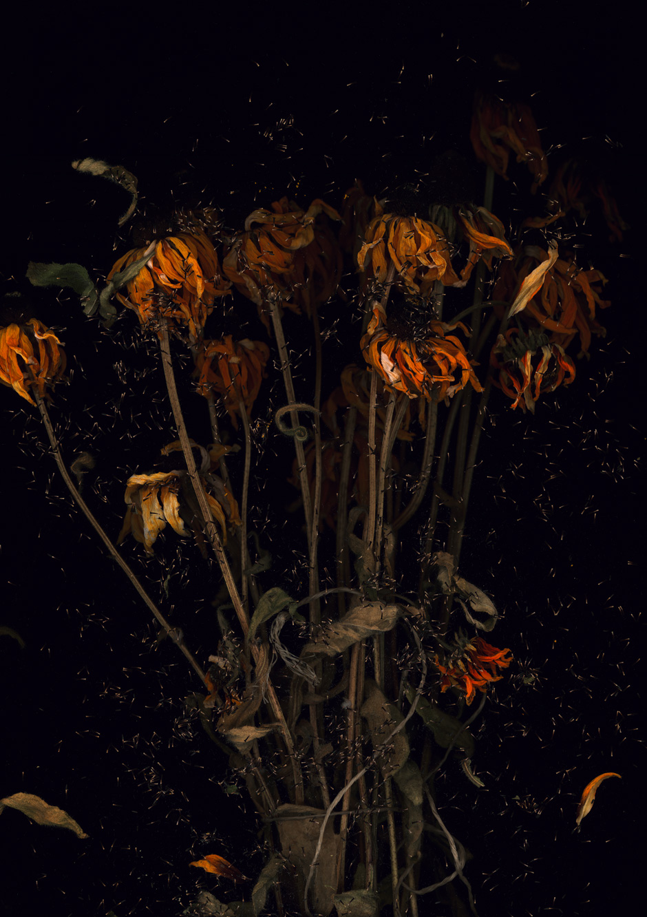 wildflowers echinacea srgb 940 harald geisler Echinacea Prints
