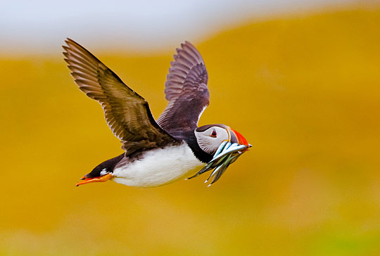 Crucial Moments of the Wild Life wl1a Crucial Moments of the Wild Life