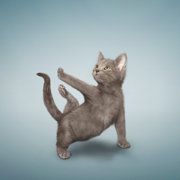 yogacats0 pic on Design You Trust yogacats0 Yoga Kittens