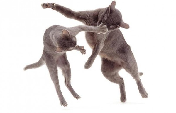 367700 600x387 Jane Burton Animal Photography
