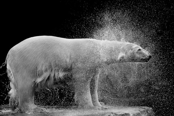 SPRINKLE bear photograph 600x400 pic on Design You Trust SPRINKLE bear photograph 600x400 Animal Photography inspiration