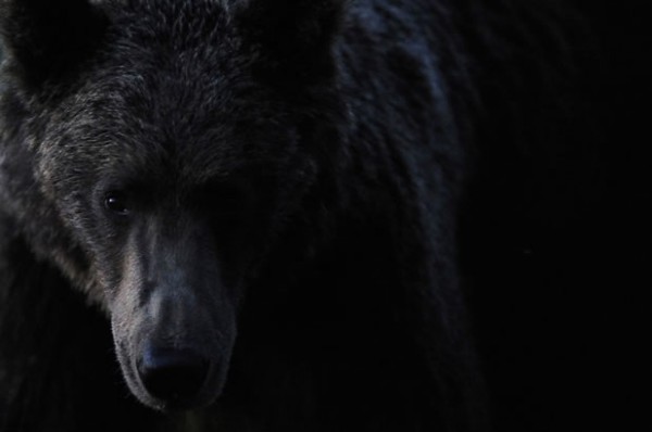 Amazing nikon shot by Vincent Munier cliches scandinave de Vincent Munier 8 600x398 Amazing nikon shot by Vincent Munier