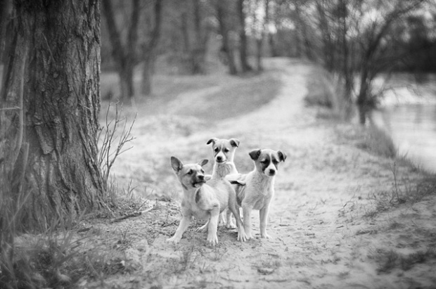 da1a1 Photographs of animals from different perspectives