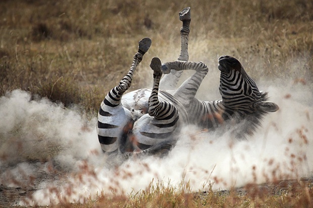 da1b1 Photographs of animals from different perspectives