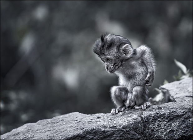 da1c1 Photographs of animals from different perspectives