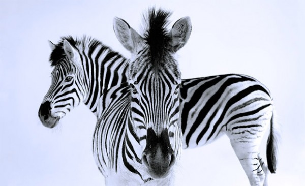 ln1a 600x366 pic on Design You Trust ln1a 600x366 Animals by Lennette Newell