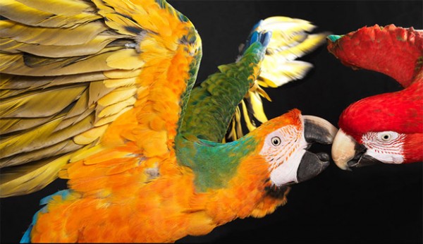 ln1b 600x346 pic on Design You Trust ln1b 600x346 Animals by Lennette Newell