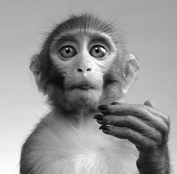 ln2i pic on Design You Trust ln2i Animals by Lennette Newell