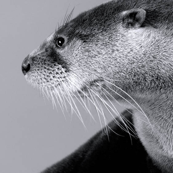 ln2k Animals by Lennette Newell