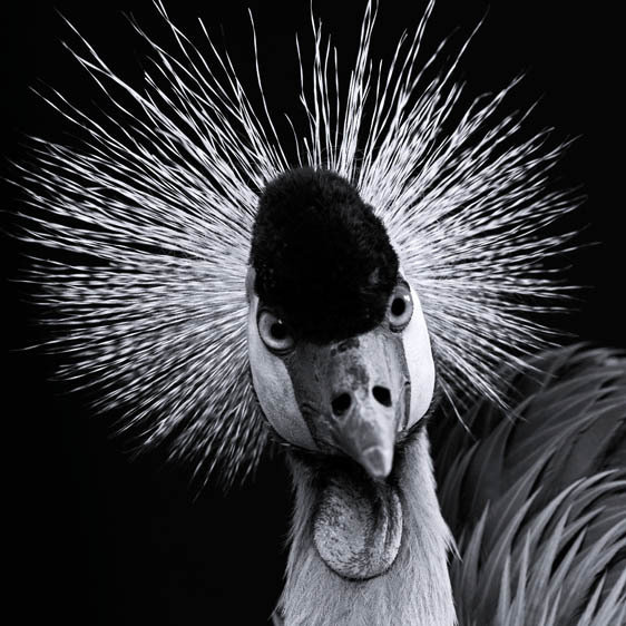 ln2l Animals by Lennette Newell