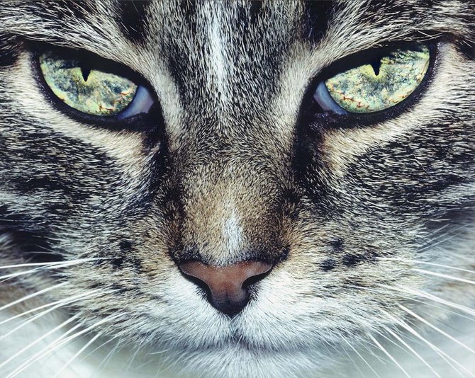 os1a pic on Design You Trust os1a Animals photography by Olga Samuels