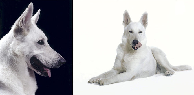 os1c pic on Design You Trust os1c Animals photography by Olga Samuels