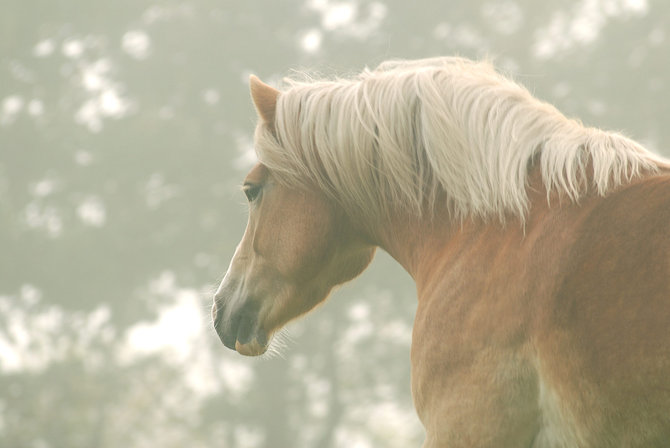 os1s pic on Design You Trust os1s Animals photography by Olga Samuels