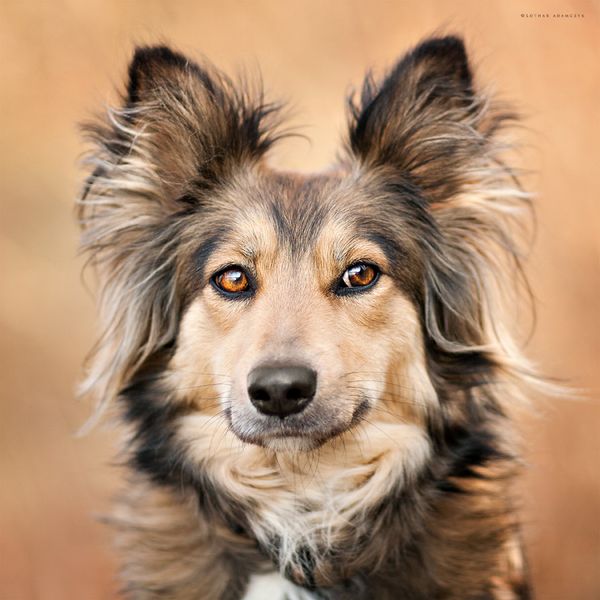 pp2a 70 lovely and wonderful pet photographys