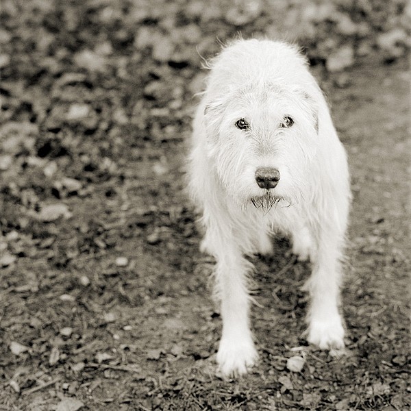 unnamed 62a9w2kqo pic on Design You Trust unnamed 62a9w2kqo Elderly Animals