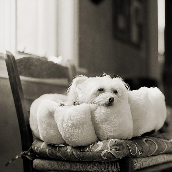 unnamed cdoegafyfv pic on Design You Trust unnamed cdoegafyfv Elderly Animals