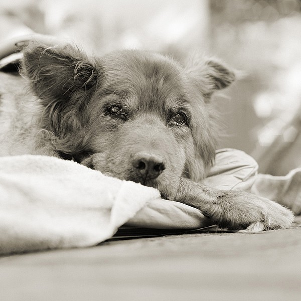 unnamed tj0e2fbnsu pic on Design You Trust unnamed tj0e2fbnsu Elderly Animals