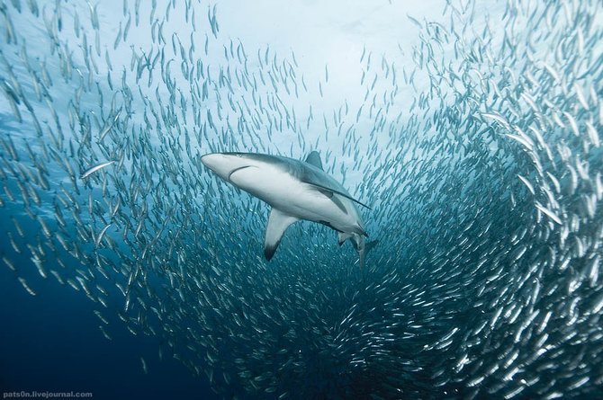 us1h Underwater Symphony by Alexander Safonov