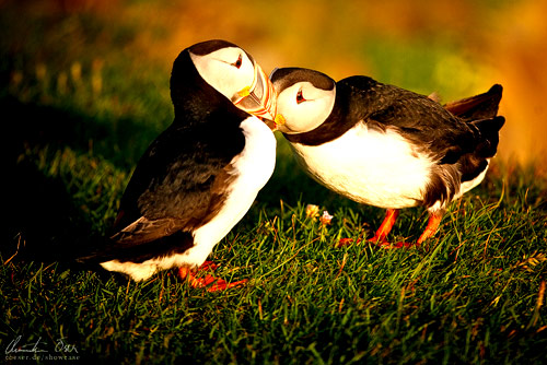 Puffin 02 pic on Design You Trust Puffin 02 35+ Cute and Adorable Puffin Pictures
