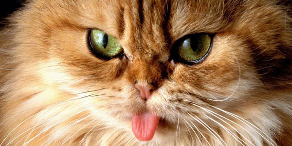 30 Stunning Animal Wallpapers cute cat ji126h292i 30 Stunning Animal Wallpapers