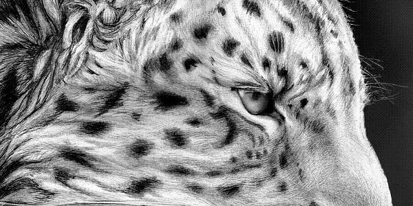 leopard 7w83g2bl03 pic on Design You Trust leopard 7w83g2bl03 50 Splendid Pencil Drawings