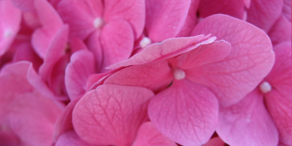pink flowers pksp2jthe2 pic on Design You Trust pink flowers pksp2jthe2 25 Flower Wallpapers