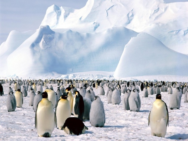 pp5a Lovely Examples of Penguin Pictures
