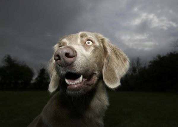 sh3a pic on Design You Trust sh3a Animals by Steve Hoskins