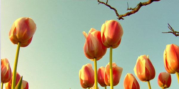 tulips with branch mtwurvj37 pic on Design You Trust tulips with branch mtwurvj37 25 Flower Wallpapers