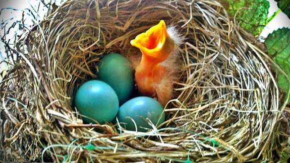 unnamed drva24mcqk The Baby American Robin’s First Precious Breath [Photo]