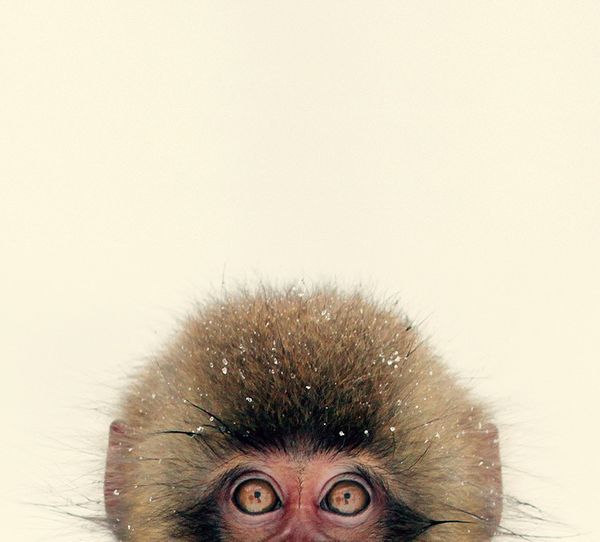 wa2a pic on Design You Trust wa2a Wonderful Photographic Works of Animals