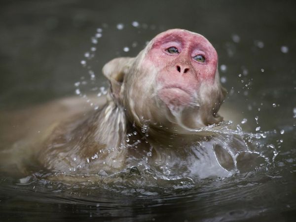wa2c pic on Design You Trust wa2c Wonderful Photographic Works of Animals