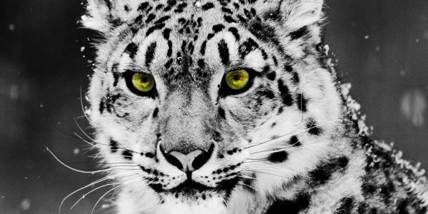30 Stunning Animal Wallpapers white leopard ash4kir1yt 30 Stunning Animal Wallpapers