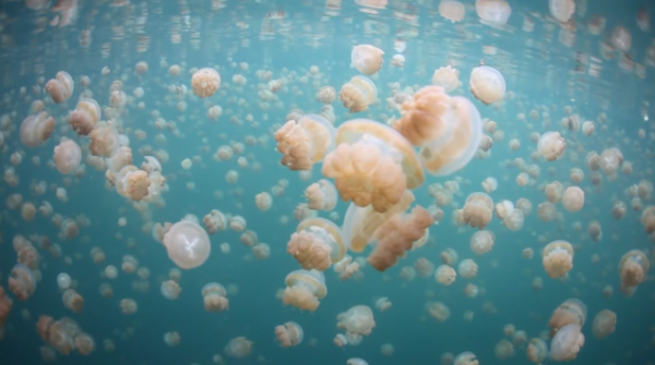 Swimming with Jelyfish with Jellyfish 1 600x335 Swimming with Jelyfish