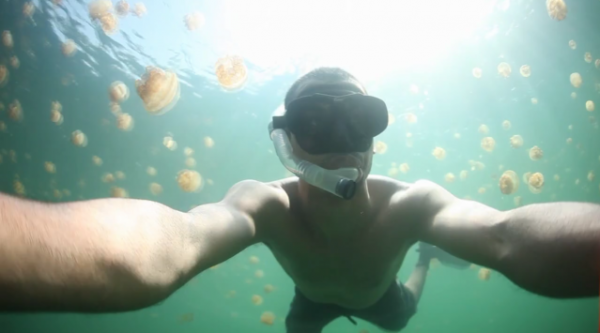 Swimming with Jelyfish with Jellyfish 2 600x333 Swimming with Jelyfish