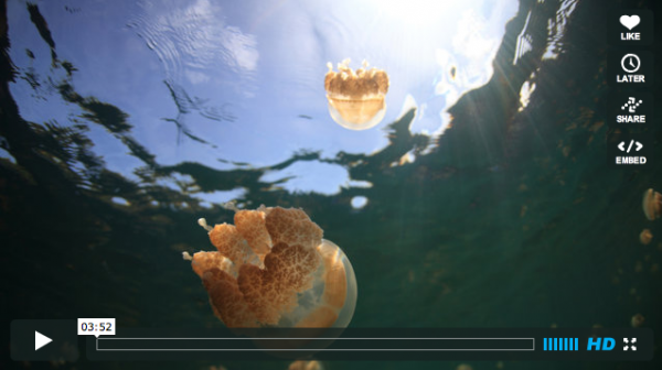 Swimming with Jelyfish with Jellyfish 600x336 Swimming with Jelyfish