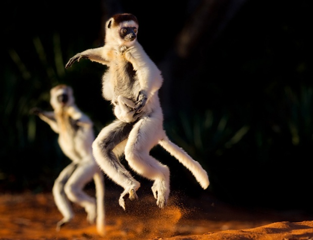 Wildlife photos by Will and Matt Burrard Lucas wp1a Wildlife photos by Will and Matt Burrard Lucas